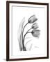 Tulip Gray-Albert Koetsier-Framed Art Print