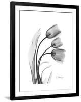 Tulip Gray-Albert Koetsier-Framed Art Print