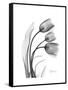 Tulip Gray-Albert Koetsier-Framed Stretched Canvas