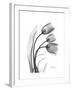 Tulip Gray-Albert Koetsier-Framed Art Print