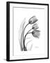 Tulip Gray-Albert Koetsier-Framed Art Print