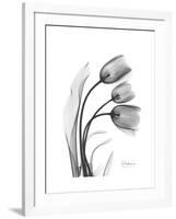 Tulip Gray-Albert Koetsier-Framed Art Print