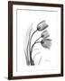 Tulip Gray-Albert Koetsier-Framed Art Print