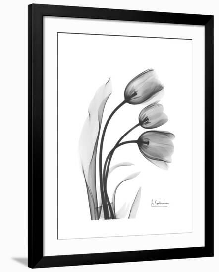 Tulip Gray-Albert Koetsier-Framed Art Print