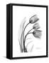 Tulip Gray-Albert Koetsier-Framed Stretched Canvas