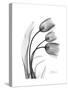 Tulip Gray-Albert Koetsier-Stretched Canvas