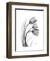 Tulip Gray-Albert Koetsier-Framed Art Print