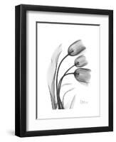 Tulip Gray-Albert Koetsier-Framed Art Print