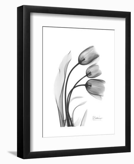 Tulip Gray-Albert Koetsier-Framed Art Print