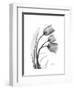 Tulip Gray-Albert Koetsier-Framed Art Print