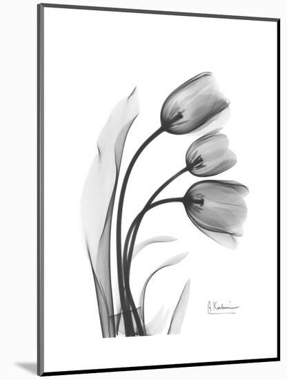 Tulip Gray-Albert Koetsier-Mounted Art Print