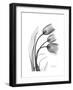 Tulip Gray-Albert Koetsier-Framed Art Print