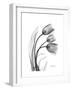 Tulip Gray-Albert Koetsier-Framed Art Print