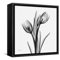 Tulip Greys 2-Albert Koetsier-Framed Stretched Canvas