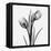 Tulip Greys 2-Albert Koetsier-Framed Stretched Canvas