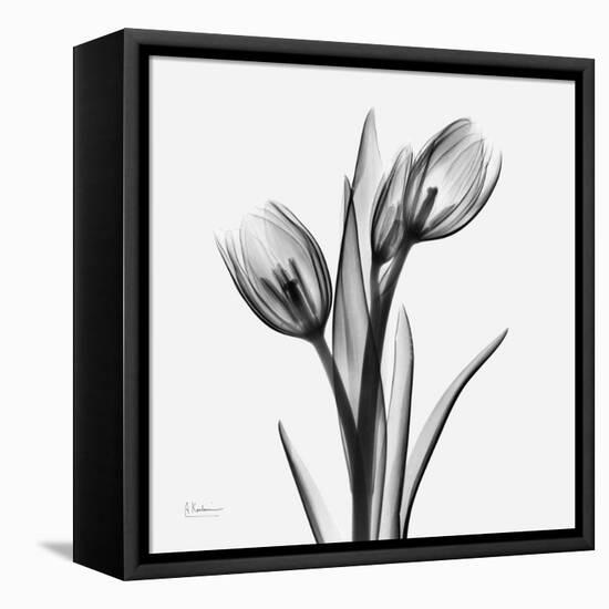 Tulip Greys 2-Albert Koetsier-Framed Stretched Canvas
