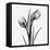 Tulip Greys 2-Albert Koetsier-Framed Stretched Canvas