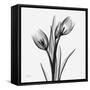 Tulip Greys 2-Albert Koetsier-Framed Stretched Canvas