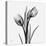 Tulip Greys 2-Albert Koetsier-Stretched Canvas