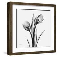 Tulip Greys 2-Albert Koetsier-Framed Art Print