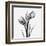 Tulip Greys 2-Albert Koetsier-Framed Art Print