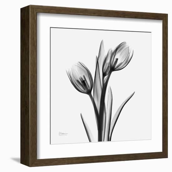 Tulip Greys 2-Albert Koetsier-Framed Art Print