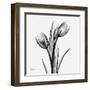 Tulip Greys 2-Albert Koetsier-Framed Art Print