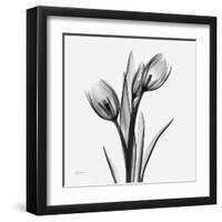 Tulip Greys 2-Albert Koetsier-Framed Art Print