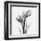 Tulip Greys 2-Albert Koetsier-Framed Art Print