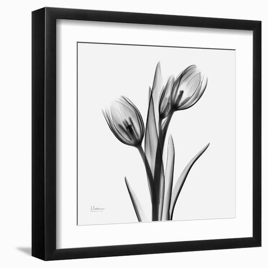 Tulip Greys 2-Albert Koetsier-Framed Art Print