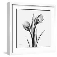 Tulip Greys 2-Albert Koetsier-Framed Art Print