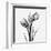 Tulip Greys 2-Albert Koetsier-Framed Art Print