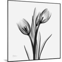 Tulip Greys 2-Albert Koetsier-Mounted Art Print