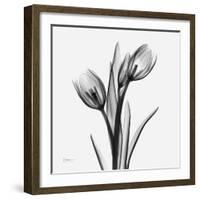 Tulip Greys 2-Albert Koetsier-Framed Art Print