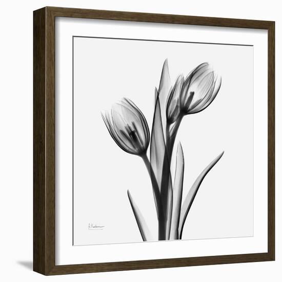 Tulip Greys 2-Albert Koetsier-Framed Art Print