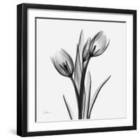 Tulip Greys 2-Albert Koetsier-Framed Art Print