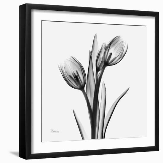 Tulip Greys 2-Albert Koetsier-Framed Art Print