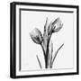 Tulip Greys 2-Albert Koetsier-Framed Art Print