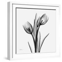 Tulip Greys 2-Albert Koetsier-Framed Art Print