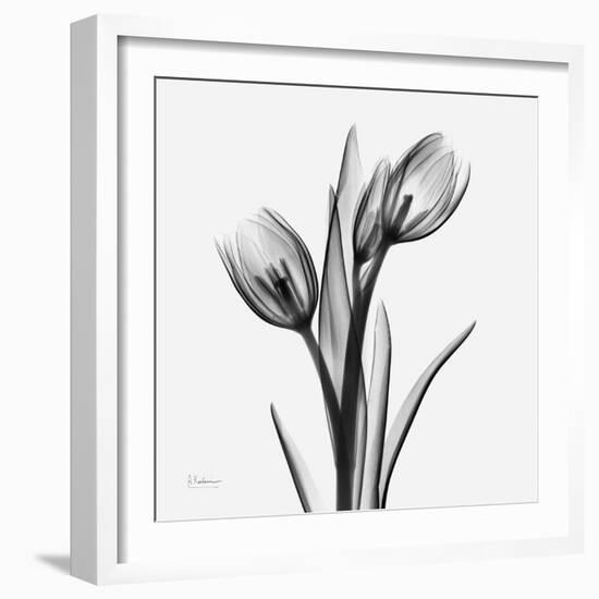 Tulip Greys 2-Albert Koetsier-Framed Art Print