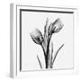 Tulip Greys 2-Albert Koetsier-Framed Art Print