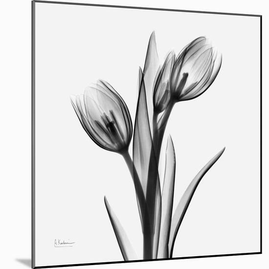 Tulip Greys 2-Albert Koetsier-Mounted Art Print