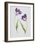 Tulip 'Habit de Noce'-Sally Crosthwaite-Framed Giclee Print