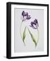 Tulip 'Habit de Noce'-Sally Crosthwaite-Framed Giclee Print