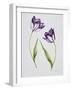 Tulip 'Habit de Noce'-Sally Crosthwaite-Framed Giclee Print