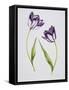 Tulip 'Habit de Noce'-Sally Crosthwaite-Framed Stretched Canvas