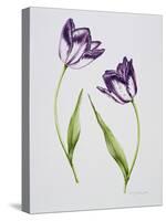 Tulip 'Habit de Noce'-Sally Crosthwaite-Stretched Canvas
