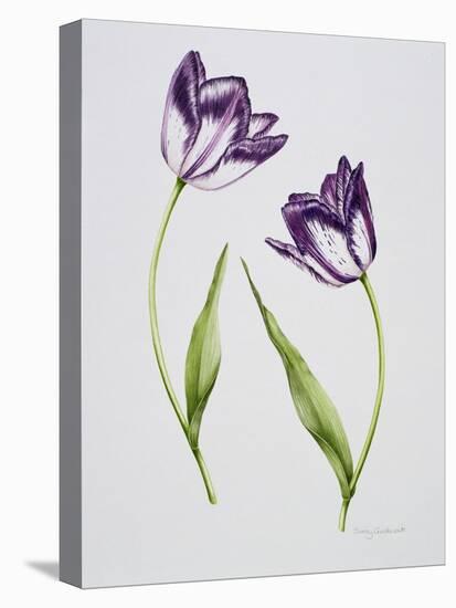 Tulip 'Habit de Noce'-Sally Crosthwaite-Stretched Canvas