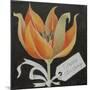 Tulip, Happy Birthday-Jennifer Abbott-Mounted Giclee Print