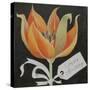 Tulip, Happy Birthday-Jennifer Abbott-Stretched Canvas